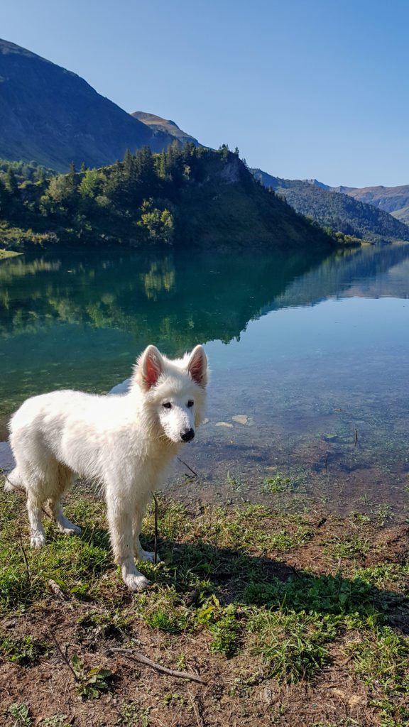 Berger blanc suisse - conseil avant d'adopter chien