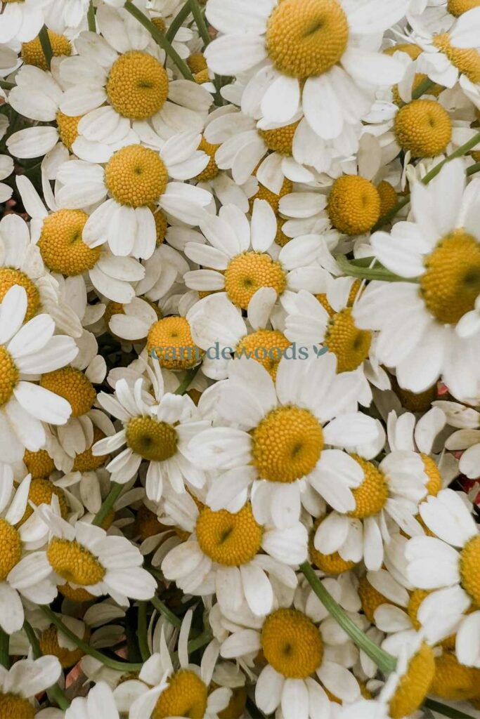 huile essentielle pour dormir​