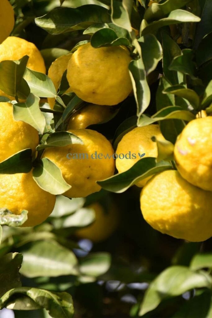 quelle est la meilleure huile essentielle pour le sommeil