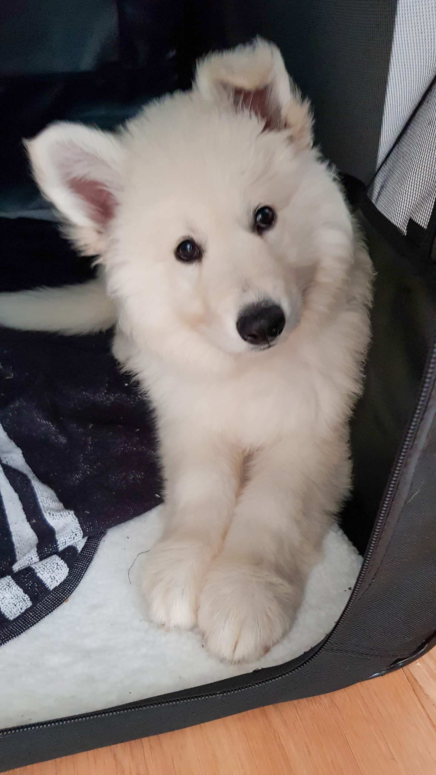 Berger blanc suisse conseil avant d'adopter chien Cam