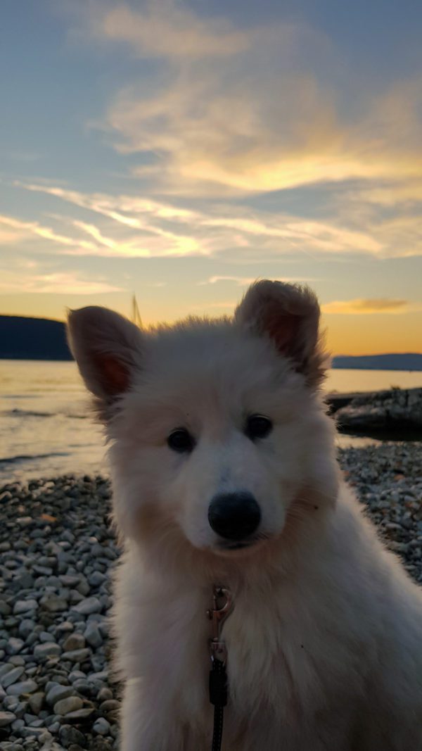 Berger blanc suisse questions avant d'adopter chien