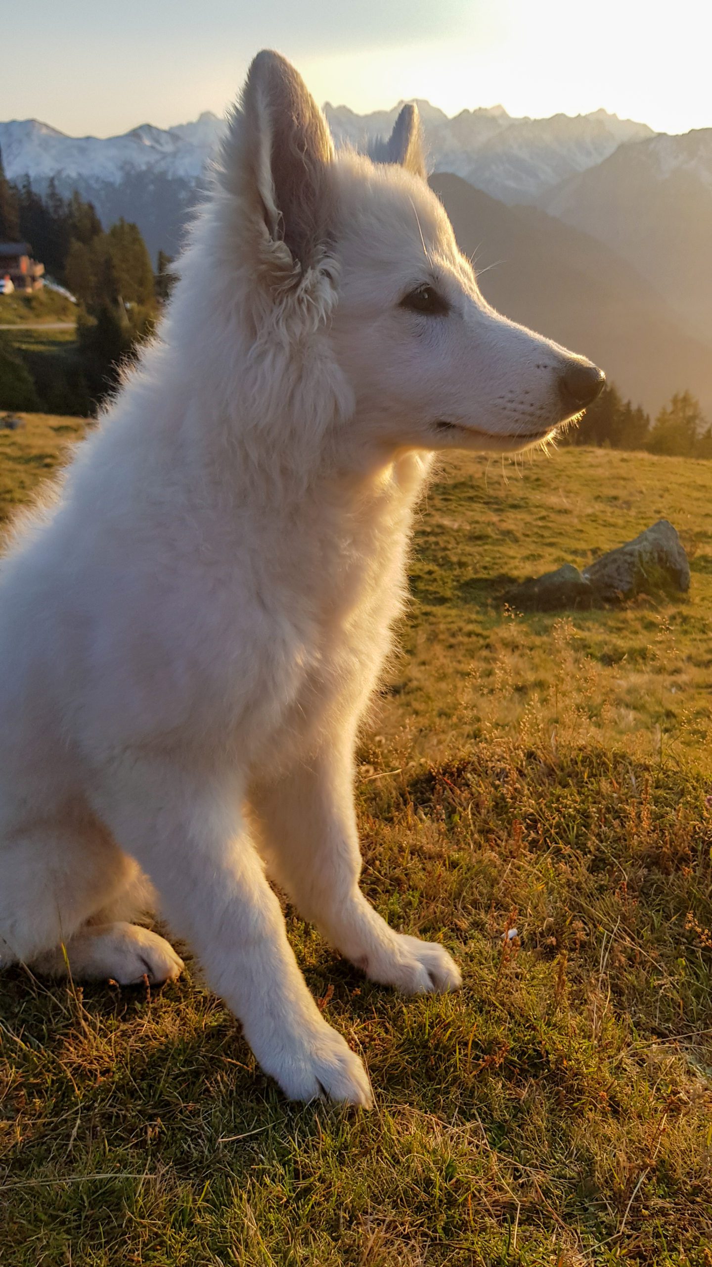 Berger blanc suisse questions et conseils avant d