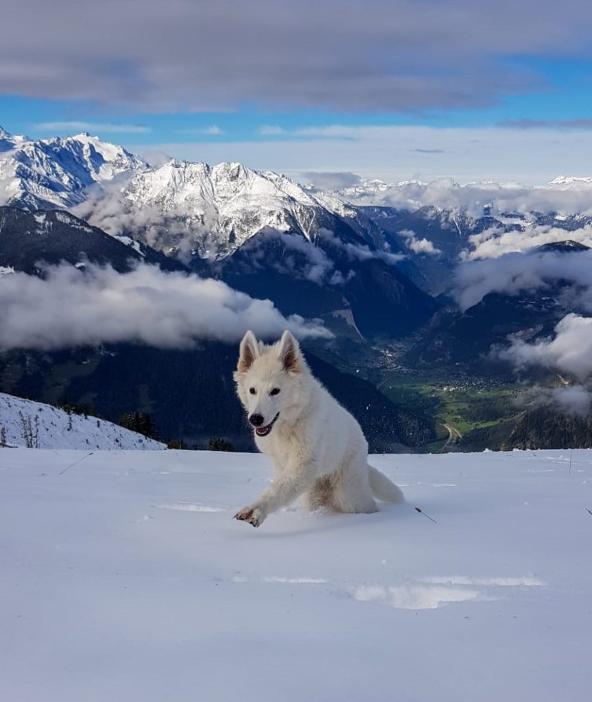 Station de ski Verbier Suisse - chien neige
