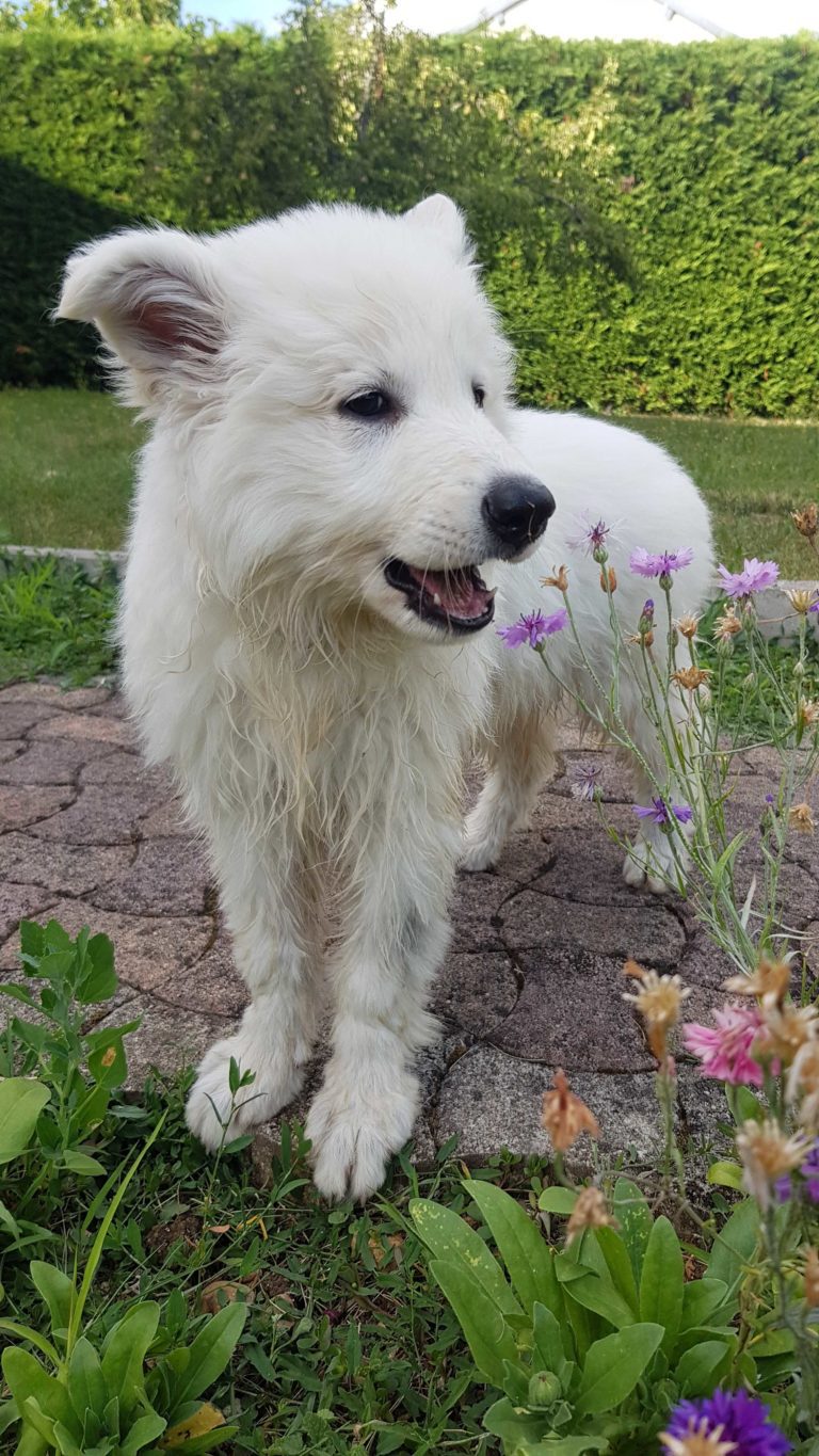 souscrire-une-assurance-santé-pour-son-chien-ou-son-chat_berger-blanc-suisse