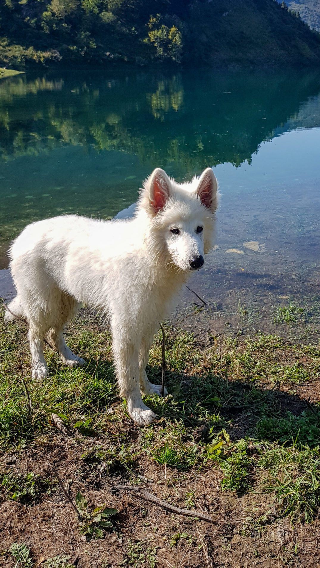 Berger blanc suisse - conseil avant d'adopter chien