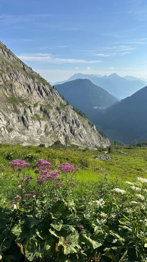 Fleurs d'alpage au pied d'une paroi rocheuse sur le Tour du Mont Blanc